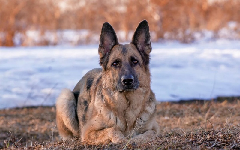 Штраф за выгул собак без намордника – 5000 рублей